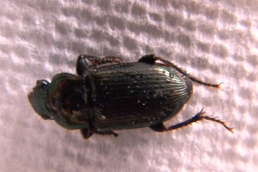 Harpalus distinguendus